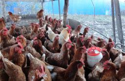 Kaip išsirinkti naminius kiaušinius rinkoje: vizualinis „tyrimas“ ir „laboratorinis“ tyrimas namuose Skirtumas tarp kaimo kiaušinių ir gamyklinių kiaušinių