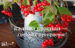 How and what to do with viburnum: useful tips