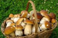 Hur lagar man torkade svampar, i vilka rätter ska man använda?
