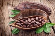 Користь та шкода какао для здоров'я, де і як росте, батьківщина, чи є в ньому кофеїн Де вирощували какао чи шоколадне дерево