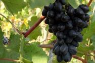 Рецепт вина из винограда кишмиш