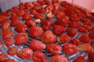 Kuivatatud maasikad: kuidas maasikaid kodus talveks korralikult kuivatada