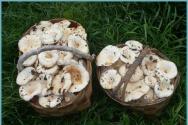 Ricette per funghi in salamoia per l'inverno