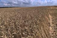 Meka pšenica: opis, uzgoj, primjena