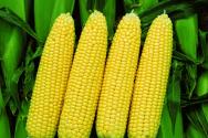 Puffed corn: is popcorn really harmful?