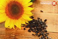 Mliječne sjemenke suncokreta: koristi i štete za ljudski organizam