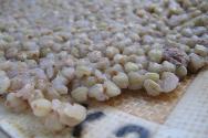 I benefici e i danni del grano saraceno verde per la perdita di peso