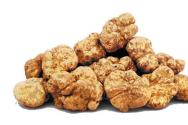 Trüf mantarı – lezzetli bir mantar: özellikleri ve çeşitleri