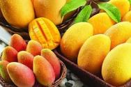 Vetitë e dobishme të mangos, përmbajtja kalorike Sa gram ka në 1 mango